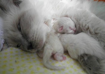 Idylle et ses chatons - Chatterie Ragdolls du Val de Beauvoir